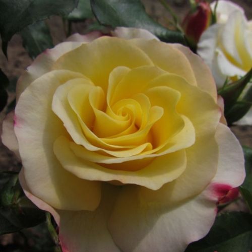 Rozen bestellen en bezorgen - Rosa Hummingbird™ - zacht geurende roos - Stamroos - Bloemen in trossen  - geel - roze - Marilyn Tynanbossige kroonvorm - 0